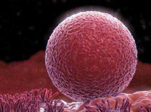 重庆包成功零风险 重庆三代试管婴儿医院推荐： ‘孕多长时间查孕囊看男女’