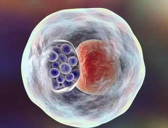 重庆助孕生宝宝 2024重庆妇幼保健院试管婴儿成功率： ‘胎囊线看男女’