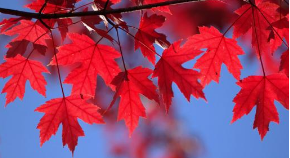 2015魁北克技术移民评分（魁北克快速经验类移民丨《麻辣婶聊移民》专栏）